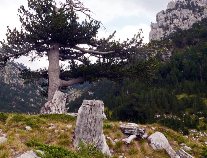 Bosnian Pine - Pinus leucodermis - Live Plant 6 to 8 inches Tall - 3 Years Old. Excellent Bonsai Species.