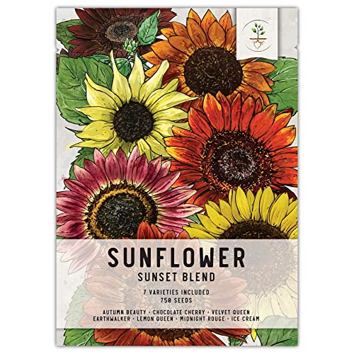 Seed Needs, 750+ Sunflower Seeds for Planting 'Sunset Blend' (Helianthus annuus) 7 Varieties, Heirloom & Open Pollinated - Bulk