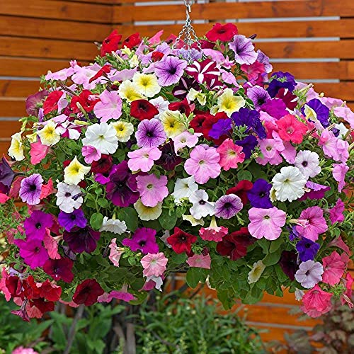 1000+ Mix Petunia Seeds for Planting Hanging Petunia Seeds for Outdoor Container, Basket, or Pot Flowers Fresh Garden Seeds