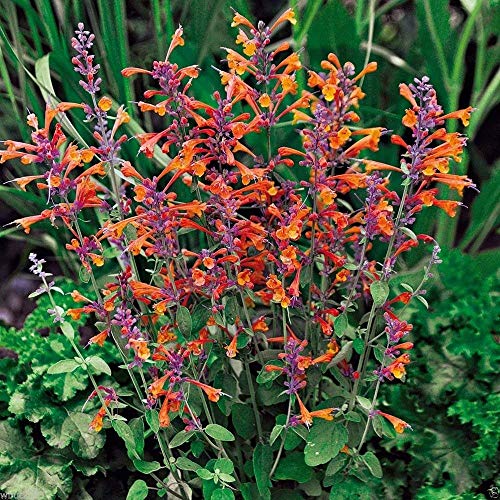 25 Seeds Agastache Aurantiaca Seeds, Tango Hummingbird Mint