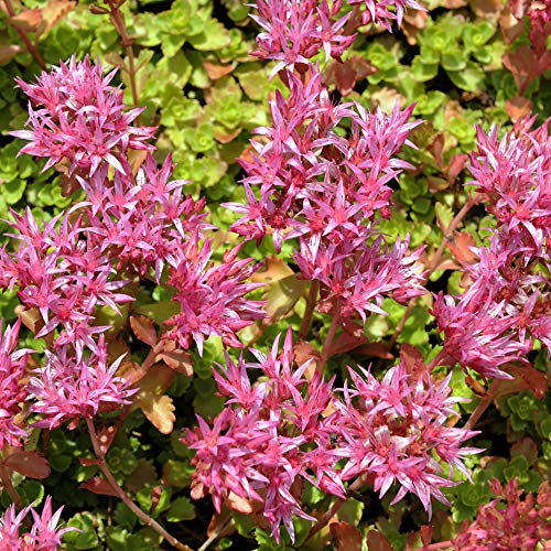 Outsidepride Perennial Sedum Purple Carpet Heat & Drought Tolerant, Succulent, Stonecrop Ground Cover Plants - 1000 Seeds