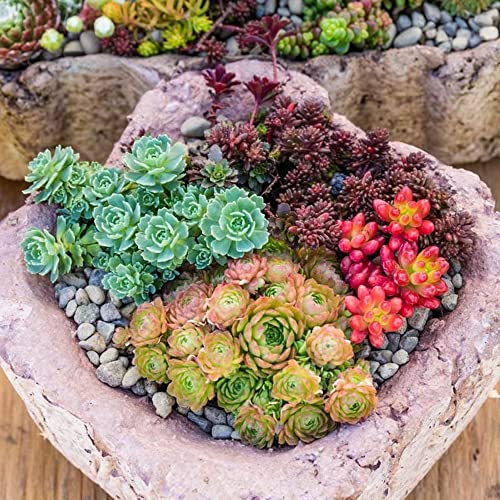 Mixed Sedum Seeds Perennial Star-Shaped Flowers Easy to Care Rock Gardens Containers Ground Cover Outdoor Indoor 400Pcs Succulent Seeds by YEGAOL Garden