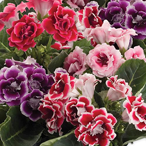 Outsidepride Florist's Gloxinia Brocade Garden Flower Seed Mix for Bouquets, Vases, Arrangements - 25 Seeds