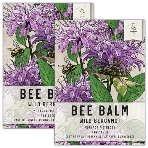 Seed Needs, Wild Bergamot Bee Balm Seeds - 400 Heirloom Seeds for Planting Monarda fistulosa - Attracts Honeybees, Bumblebees, Butterflies & Other Pollinators (2 Packs)