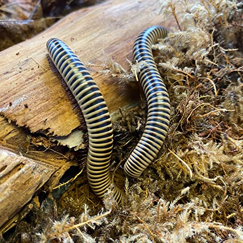 Insectsales.com Ivory Millipedes (Two) (Chicobolus spinigerus) Educational-Fun