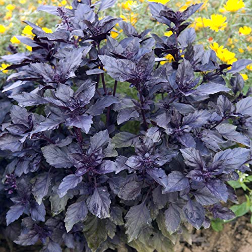 Outsidepride Ocimum Basilicum Basil Dark Opal Culinary Herb Garden Plant - 1000 Seeds