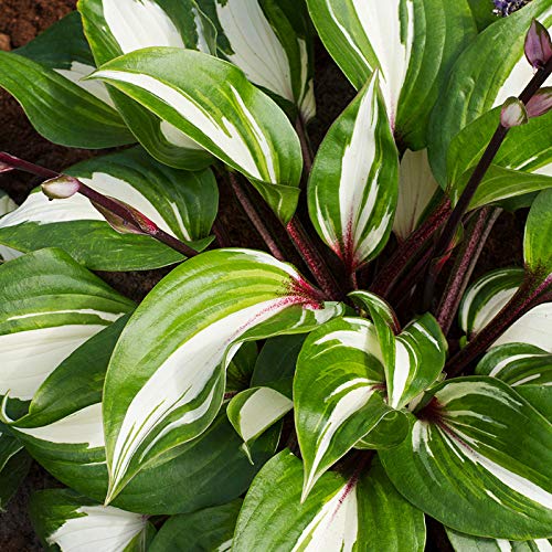 Raspberry Sundae Hosta - Perennial Shade Garden Flower Bulb Root, Green and White Leaves, Grows Year After Year