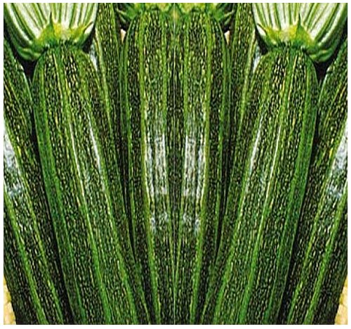Summer Squash COCOZELLE Seeds - STRIATO DI NAPOLI ZUCCHINI - ITALIAN STRIPED - VERY EARLY ONLY 40 -50 DAYS (020 Seeds - 1/8 oz)