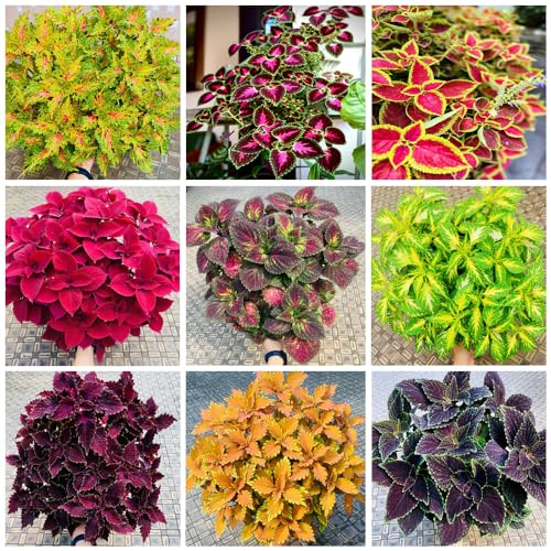 1000+ Rare Mixed Coleus Seeds for Planting, Heirloom, Open Pollinated, Prefers Partial Shade Indoors/Outdoors, Grace Your Garden