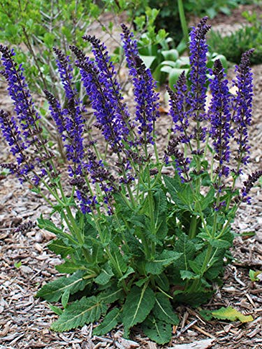 Perennial Farm Marketplace (Sage) Perennial, 1 Quart Salvia n. 'May Night, Indigo-Purple Spikes