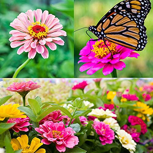 Zinnia Seeds for Planting Outdoors, Over 750 Seeds Giving You The Zinnia Flowers You Need, Zinnia Elegans, 4.2 Grams, Non-GMO