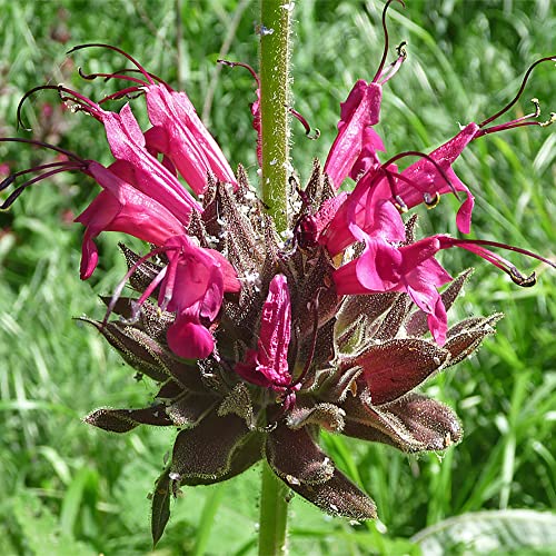 QAUZUY GARDEN California Hummingbird Sage Seeds (Salvia Spathacea) 10 Pitcher Sage Seeds - Attract Pollinators - Striking Showy Fragrant Perennial Native Flower Seeds