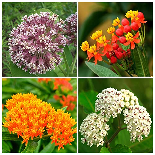 800+ Butterfly Milkweed Seeds for Planting, Swamp Milkweed, Common Milkweed, Showy Milkweed, 4 Pack of 200 Seeds Each Heirloom, Non-GMO Untreated, ttract Monarch Butterflies.
