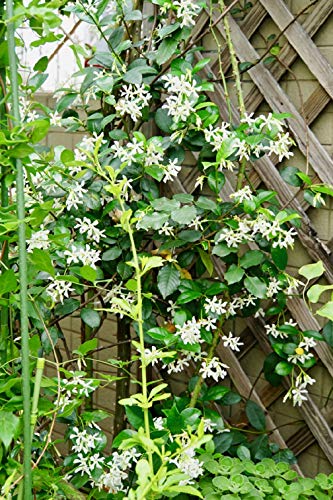 50pcs/Bag Climbing Jasmine Flower Seeds Fragrant Plant Four Seasons Evergreen Silver Jasmine Garden Balcony Climbing Flower