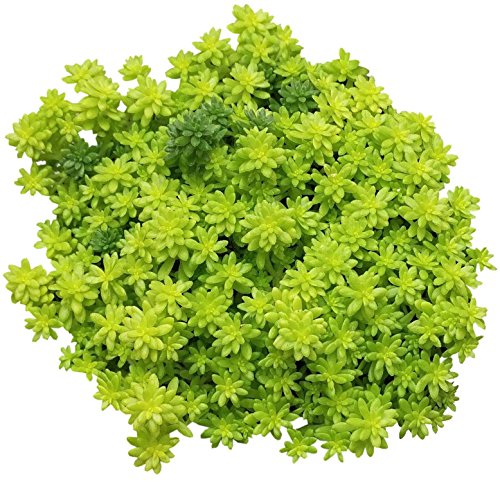 Sedum Golden Moss (4 inch) | Tokyo Sun Succulent for Sale | Best Succulent Ground Covers