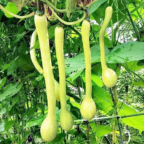 TomorrowSeeds - Tromboncino Squash Seeds - 10+ Count Packet - for 2023 Italian Zuchetta Rampicante Zucchini Cucuzza Snake Bottle Gourd
