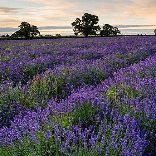 Park Seed Park's Lavender Seed Collection, Contains Lavenders English, French Long, Hidcote Blue, and Munstead