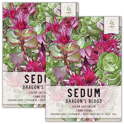 Seed Needs, Dragon's Blood Sedum Seeds - 1,000 Heirloom Seeds for Planting Sedum coccineum - Perennial Groundcover for Rock Gardens, Attractive Foliage & Flowers (2 Packs)