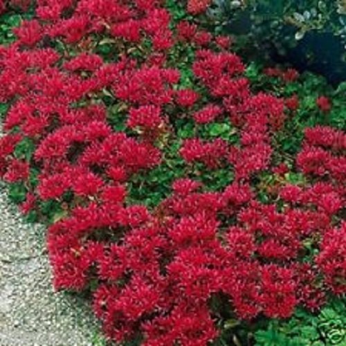 50+ Cherry Red Summer Glory Sedum Flower Seeds/Spurium/Perennial