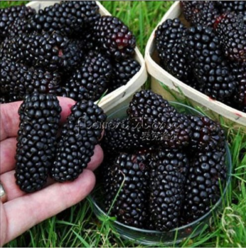 100nutritious Pre-stratified Jumbo Thornless Blackberry Seeds, Juicy , Sweet ,Healthy Fruit