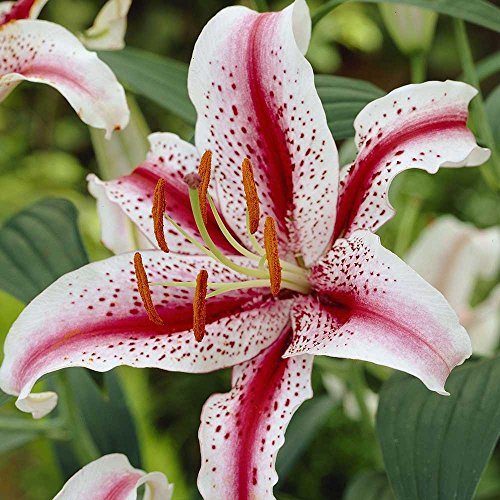 Dizzy Oriental Lily, Red & White Flowers, Beautiful Flower Bulb, Spectacular Flowering Perennial Plant, Flower
