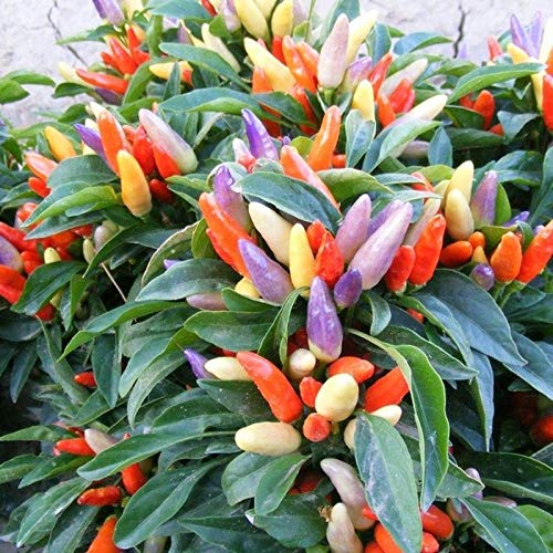 NuMex Easter Hot Pepper Seeds (40 Seed Pack)