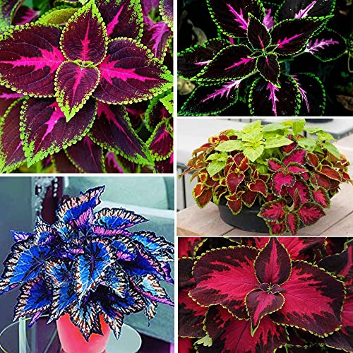 150 Coleus Rainbow Mix S-eeds for Planting - Beautiful Plant in Your Home Garden - Indoors or Outdoors - Attractive and Colorful