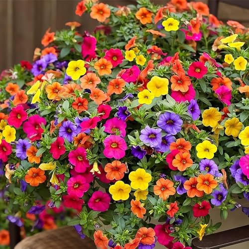 Hanging Petunia Seeds Mixed Petunia hybrida Seeds Rainbow Color Bonsai Petunia Seeds for Planting Non-GMO Open Pollinated 1500+
