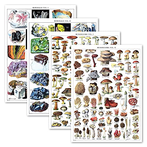4 Pack - Vintage Mineral Poster Prints Vol 1 & 2 & Mushrooms Poster Prints Vol 1 & 2 - Geology & Mycology & Fungi Botanical Identification Reference Charts (LAMINATED, 18” x 24”)