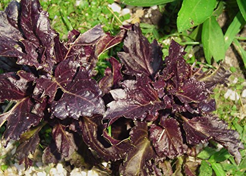 Purple Ruffles Basil Heirloom Non-GMO Herb Seeds by Zellajake (150 Seeds (1/4 Gram)...bin196)