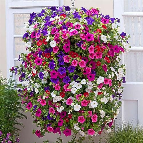 Garden Plant Seed Petunia Seeds 2000+ Trailing Petunia Colourful Mix Seeds Hanging Basket Window Box Planter Flower