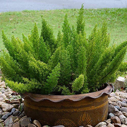 Outsidepride Asparagus Fern Meyeri Foxtail Fern Garden Foliage Plant Seed - 10 Seeds