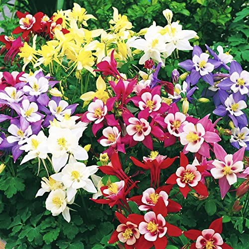 1500 pcs Mixed Columbine Seeds for Planting Non-GMO Flower Seeds for Home Garden Decor Easy to Plant