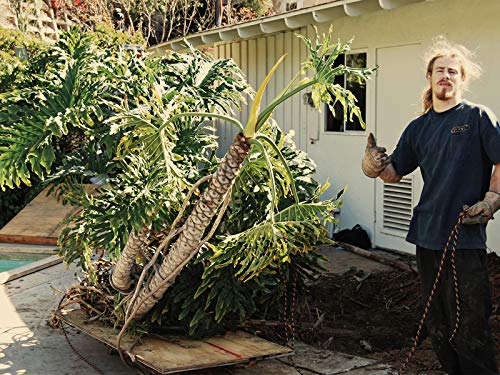 Season 2 - Vigilante Tranny