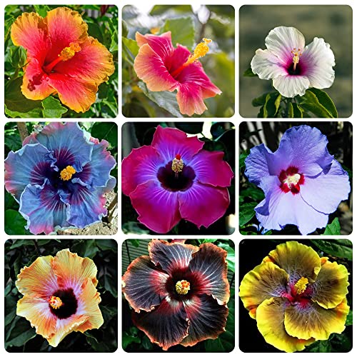 100+ Perennial Mix Hibiscus Flower Seeds for Planting Giant Flower Tropical Potted Plants Seeds Non-GMO Heirloom
