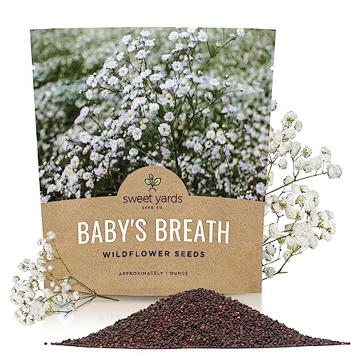 Showy Baby's Breath Seeds – Bulk Quarter Pound Bag – Over 80,000 Open Pollinated Non-GMO Wildflower Seeds – Gypsophila elegans – Quick Blooming White Flowers