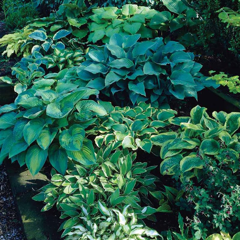 Mixed Hosta Perennials (6 Pack of Bare Roots) - Great Hardy Shade Plants