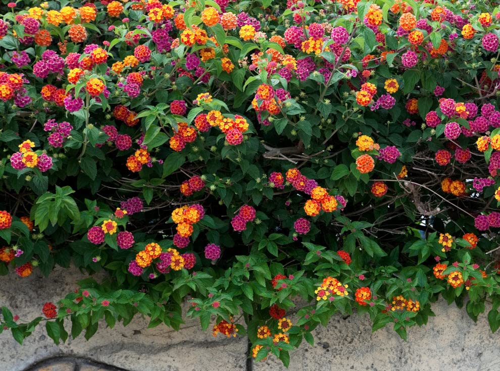 Clovers Garden Lantana Camara Flowers – Two (2) Live Plants Non-GMO - Not Seeds - Each 4' to 8' Tall – in 4' Inch Pots - Natural Mosquito Garden - Attract Hummingbirds & Butterflies, Assorted Colors